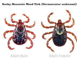 Rocky Mountain wood tick