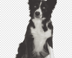 Commercial dog food for McNab dogs