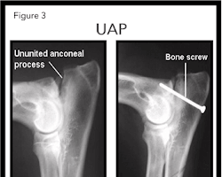 Elbow dysplasia in dogs