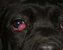 Eye problems in dogs