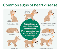 Heart problems in dogs
