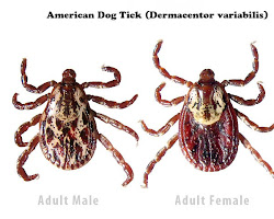 American dog tick