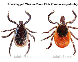 Blacklegged tick (deer tick)