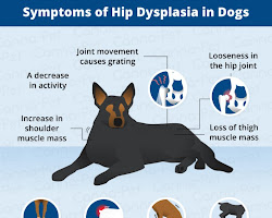 Hip dysplasia in dogs