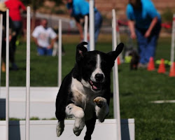 McNab dog agility training