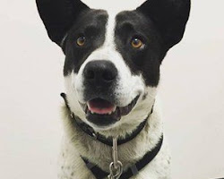 McNab dog dental care