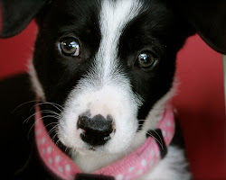 McNab dog obedience training