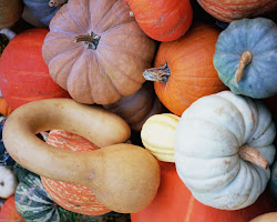 Pumpkins or gourds