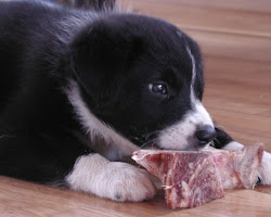 Raw food diet for McNab dogs