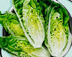 Romaine lettuce